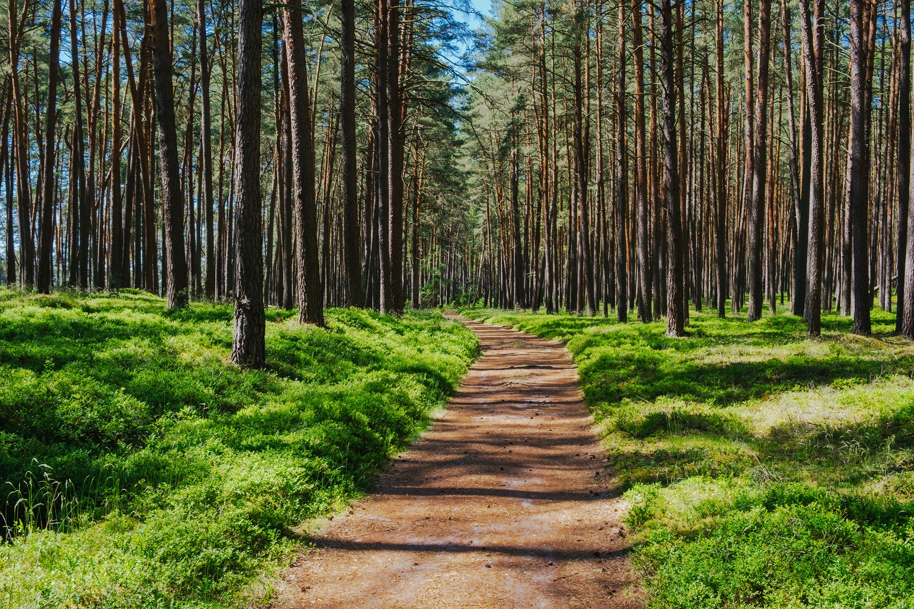 Ścieżki rowerowe w Borach Tucholskich prowadzące przez las - aktywny urlop w naturalnym środowisku